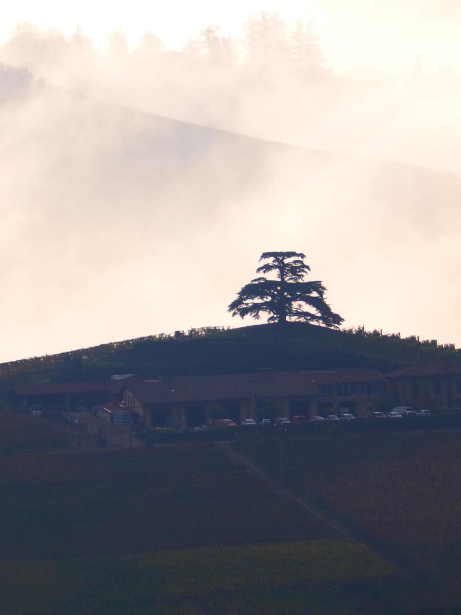 Ferienwohnung La Vigna Del Parroco-2- Serralunga d'Alba Exterior foto
